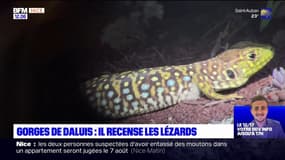Alpes-Maritimes: un passionné tente de préserver les lézards des gorges de Daluis
