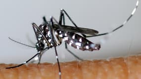 Le moustique tigre peut transmettre la dengue