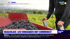 Beaujolais : les vendanges ont commencé