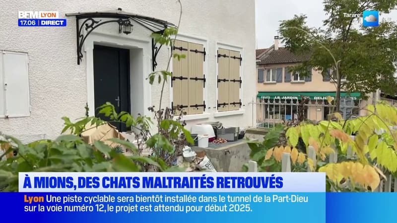 Mions: six cadavres de chats et trois félins blessés retrouvés dans un logement insalubre