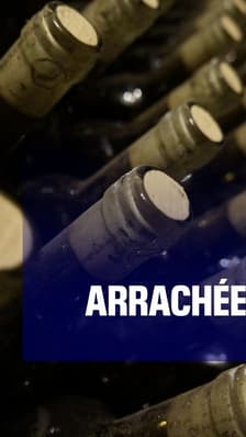   Baisse des ventes, vignes arrachées : le Bordeaux en crise ?
