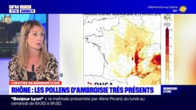 Allergies: qu'est-ce que l'ambroisie et pourquoi est-elle si présente dans le Rhône?