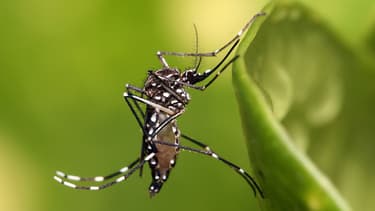 Une exemplaire de moustique tigre de type Aedes Aegypti, vecteur de la dengue et du chikungunya, dont Oxitec a créé une version génétiquement modifiée.