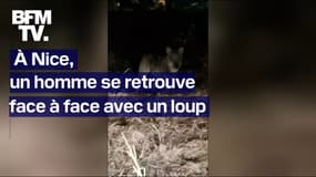  À Nice, un homme se retrouve face à face avec un loup  