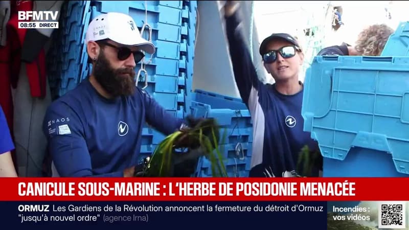 Canicule sous-marine: l'herbe aquatique de posidonie de plus en plus détruite par les ancres des bateaux et les activités humaines