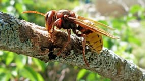 Les piqûres de frelon peuvent avoir des conséquences dramatiques chez les personnes allergiques (Photo d'illustration).