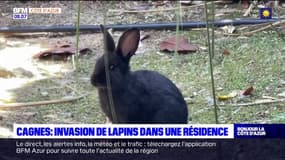 Cagnes-sur-Mer: des lapins envahissent une résidence