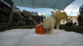 Pour Halloween, cet ours polaire s'amuse avec des citrouilles