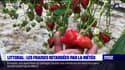 Pas-de-Calais: la météo retarde la récolte des fraises