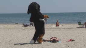 Rémi Gaillard, déguisé en chien, mime des relations sexuelles avec des femmes sur une plage.
