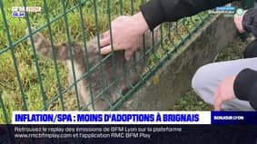Rhône: la SPA de Brignais affiche complet