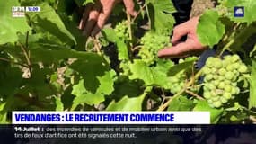 Beaujolais: les recrutements pour les vendanges démarrent, mais les viticulteurs s'inquiètent d'une pénurie de main d'oeuvre