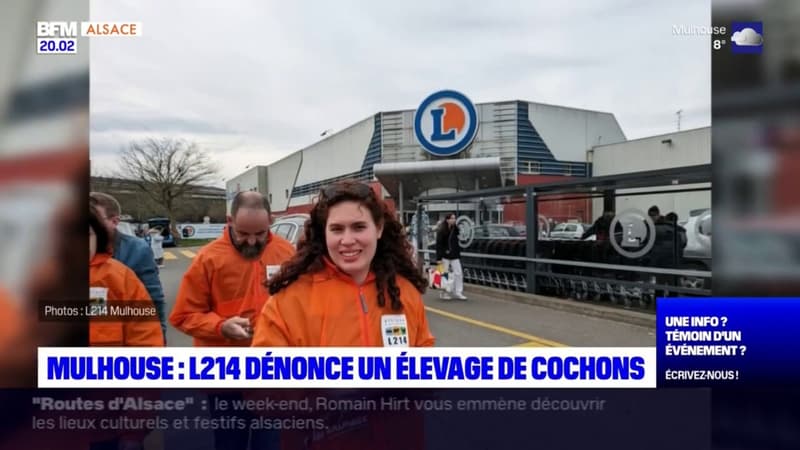 Mulhouse: L214 dénonce un élevage de cochons