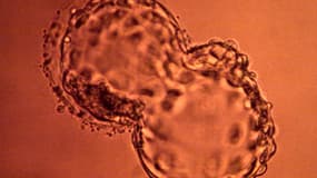 Un embryon humain en éclosion (illustration). 