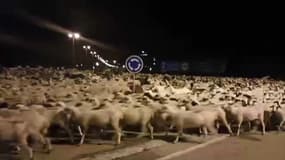 Un troupeau de moutons a envahi une ville espagnole en pleine nuit.