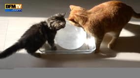 Dix chats s’amusent avec une boule de glace