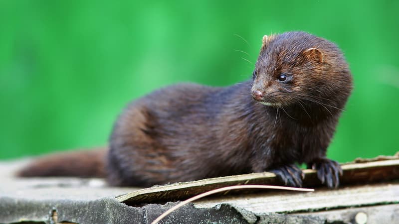 Des visons ont été libérés d'un élevage en Haute-Saône (PHOTO D'ILLUSTRATION)