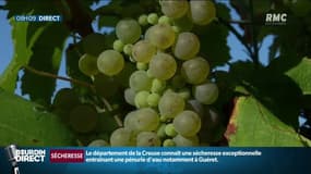 "Toutes les conditions d'un millésime qui devrait être extraordinaire", les vendanges pourraient déboucher sur un cru de qualité 