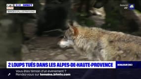 Deux loups tués dans les Alpes-de-Haute-Provence