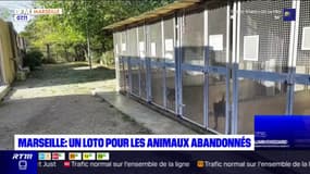 Marseille: un loto pour les animaux abandonnés