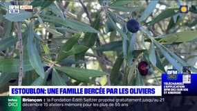 Alpes-de-Haute-Provence: une famille bercée par les oliviers à Estoublon