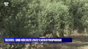 Olives : une récolte 2022 catastrophique - 28/10