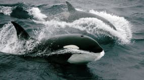 Des orques sont photographiées, le 1 juillet 2007, au large de l'archipel des Crozet, dans l'Océan Indien. Photo d'illustration