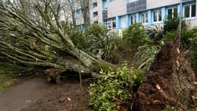 La chute d'un arbre a blessé trois adolescents à Carhaix-Plouguer le 6 mars 2017 dans le Finistère