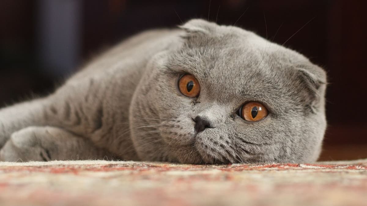 Un chat de la race Scottish Fold Un chat de la race Scottish Fold
