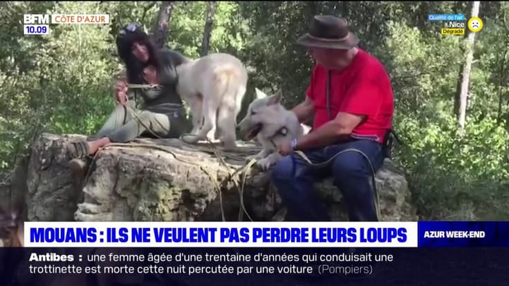 Alpes-Maritimes: des propriétaires de loups menacés de voir leur animaux saisis