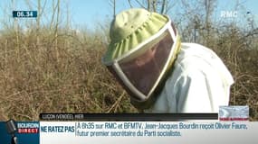 Froid: à deux jours du printemps, les abeilles meurent de faim