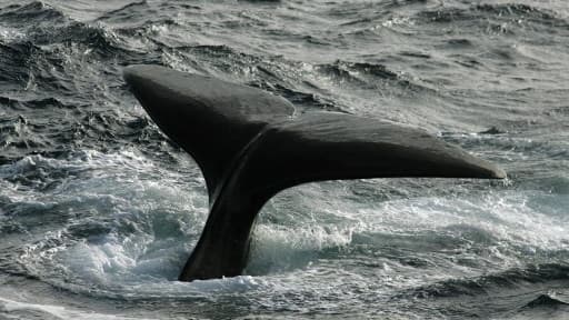 Un cachalot plonge le 01 juillet 2007 dans les mers Australes au large de l'archipel des Crozet./ Image d'illustration