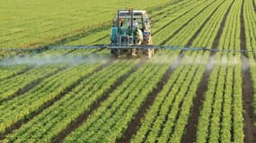 Le glyphosate est une substance active autorisée en Europe et très largement utilisée en France, en tant qu’herbicide.