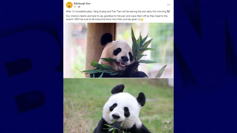 Deux pandas géants quittent l'Écosse pour retourner en Chine, sur fond de tensions diplomatiques