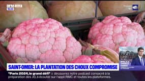 Saint-Omer: la plantation des choux compromise