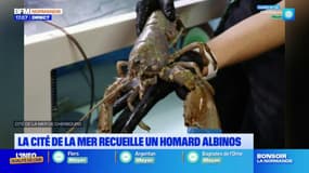 Manche: la Cité de la mer de Cherbourg recueille un homard albinos