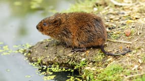 Les rats taupiers sont porteurs de maladies.