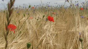 De jolis coquelicots dans un allergisant champ d'orge.