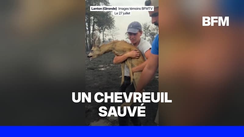 A Lanton, trois personnes ont sauvé un chevreuil, assoiffé et coincé dans une clôture dans une zone incendiée