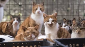 Une trentaine de chats ont découvert dans une logement insalubre (image d'illustration).