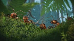 Les Fourmis