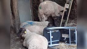 Des moutons dans un abattoir clandestin à Condécourt (Val-d'Oise) en juin 2023
