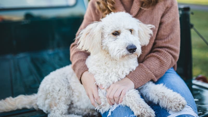 Une proposition de loi déposée pour bannir les « colliers de dressage » pour chiens