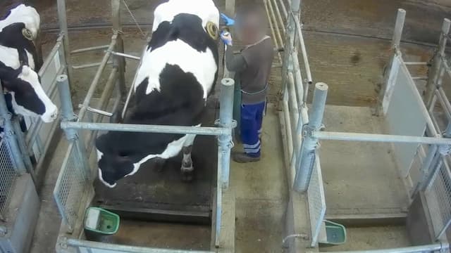 L'association L214 dénonce l'utilisation de vaches à hublot pour réaliser des expérimentations.
