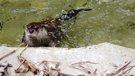 Une loutre au zoo de Vincennes, quelques jours avant l'ouverture du parc rénové.