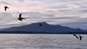 Des mouettes volent au large de Guéthary (Pyrénées-Atlantique) le 14 janvier 2024. (Illustration)