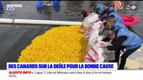 Des milliers de canards en plastique sur la Deûle pour la bonne cause