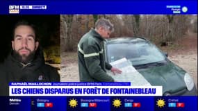 Fontainebleau: quatre chiens toujours disparus après des promenades en forêt