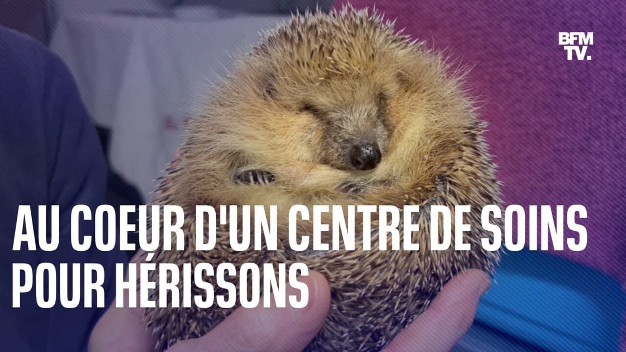 Les hérissons amenés à disparaître? On vous explique la menace qui pèse