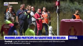 Beluga dans la Seine: les experts du parc Marineland d'Antibes participent au sauvetage